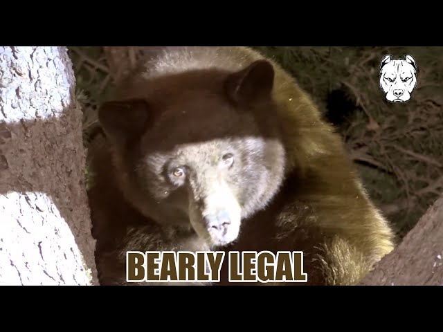 Stringers Live 🔴 Bear Scouting Snacks from the Trees - Claremont, CA - Chase News
