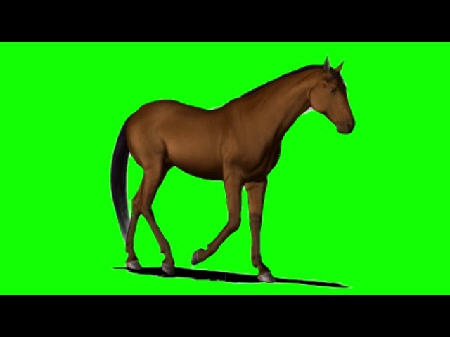 Horse Running Animation Green Matte | Green Screen | Chroma Key | Sky Fx