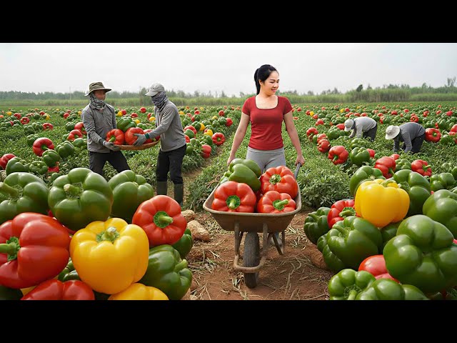 Living the Simple Life -- TIMELAPSE - Harvesting Giant Bell Peppers & Go to Vietnamese Market Sell