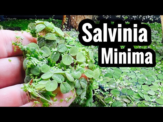 Salvinia Minima Care & Growth Benefits