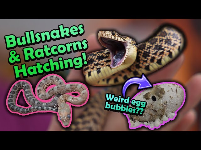Angry Bullsnakes and Scaleless Rat Snakes Hatching!