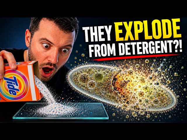 1 Drop of Detergent… Do Microbes Explode? Microscope Test