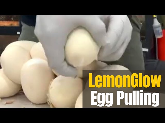 HOW TO: EGG PULLING FROM RETICULATED PYTHONS- MUST WATCH!