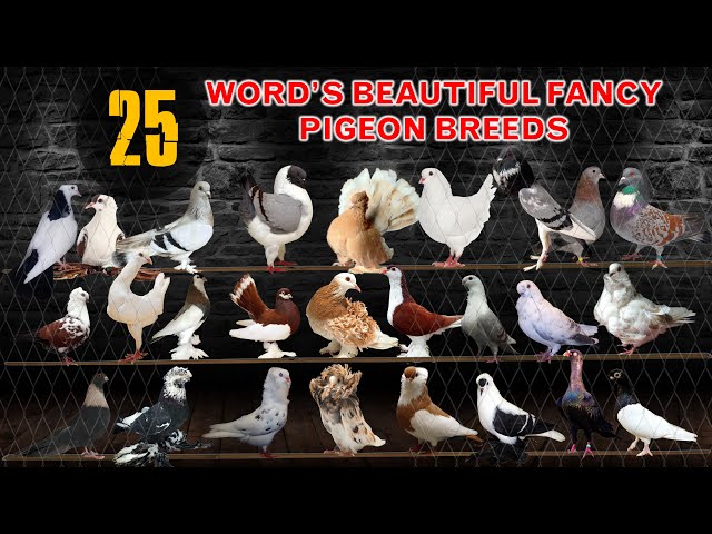 Top 25 Most Beautiful Pigeon Breeds in the World | Domestic Pigeons | Show  | Fancy Breeds