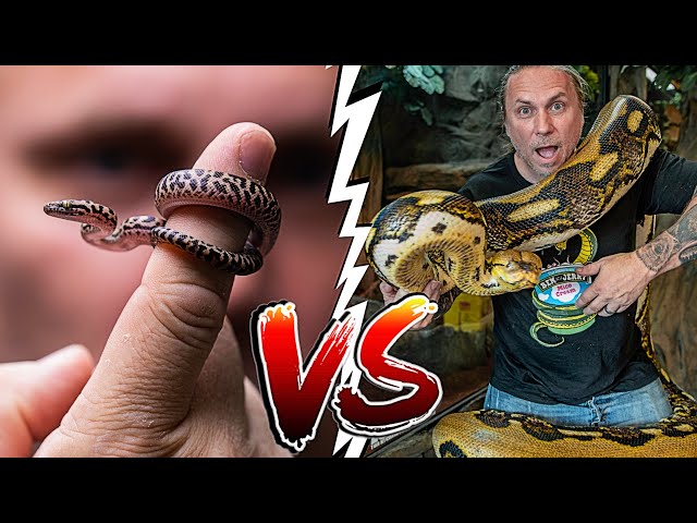 WORLDS LARGEST SNAKES vs SMALLEST SNAKES! | BRIAN BARCZYK