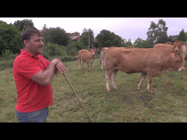 Cattle Ranchers in Their Habitat | Limousin Cattle in Casamaria (II) | 9/5/2026