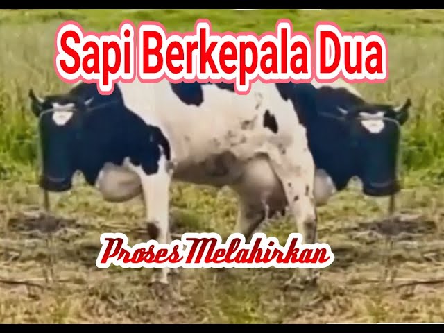 Ternyata‼️ Sapi Berkepala Dua  Proses Melahirkan 😱😱