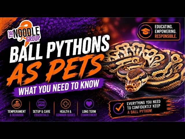 Ball Pythons as Pets: What You Need to Know