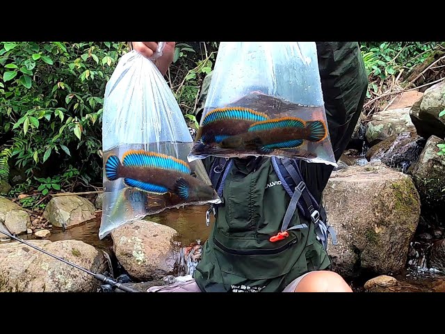 CHANNA LIMBATA HEAVEN IN BLUE COLOR..!! Fishing for channa limbata fish in the river in the inter...