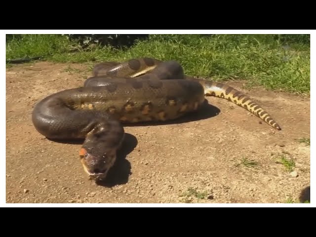 Biggest Snakes Ever Caught On Camera #shorts #epic #viral #best