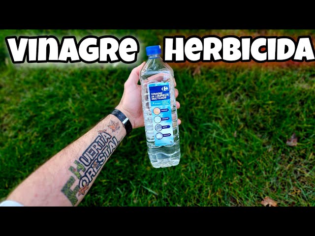 ELIMINA CUALQUIER Mala HIERBA o HIERBAJOS PARA siempre con VINAGRE! Herbicida casero para Plantas