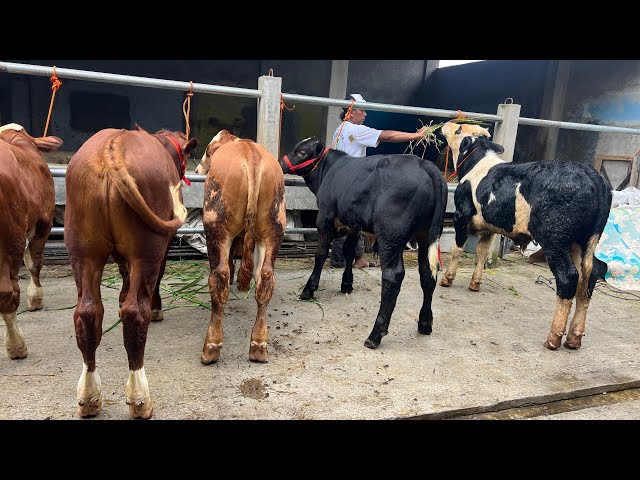 Super mening calves ready to return on December 27, 2025