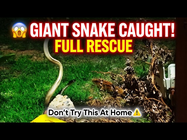 Big/dangerous snakes King Cobra 😱🔥🐍 | Vasu Vlogs