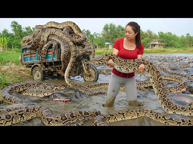 LIVESTREAM -- Catching Giant Python Barehanded in the Nature - Solo Swamp Survival Wild Adventure