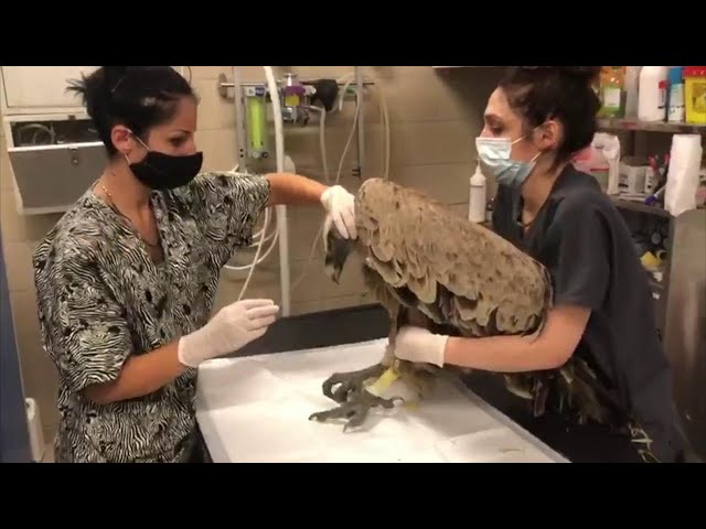 Torino, fisioterapia per il grifone Godric impallinato da un bracconiere