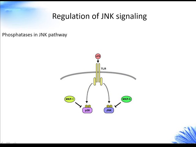 JNK Signaling Pathway Creative Diagnostics