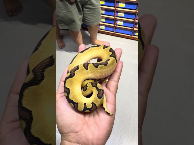 Donut Snake also known as Ball Pyhton #snake #pets #animals #live #real #ballpython
