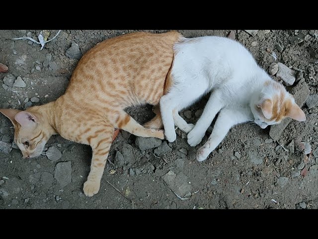 #petlover #petlovers #pet #pets #catvideo #catvideos #cats #cat ‎⁨@rajisalbum2490