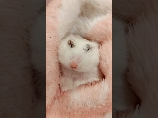 How to Give Hamster Eye Drops 😷🐹 #goodtoknow #vet #medicine #funfacts #lifehacks #surgeonlife