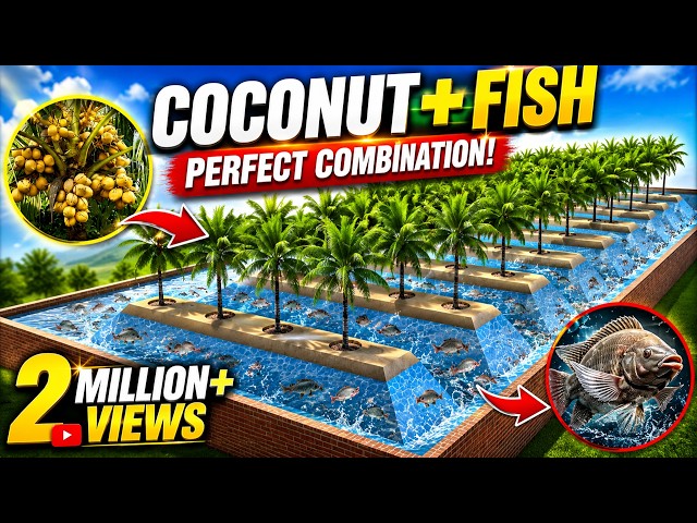Integrated COCONUT and FISH Farming | Integrated Farming System Planning & Ideas | Farm Design