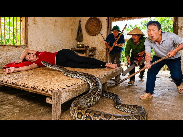 72 Hours of Terror: Giant Python Crawls Onto a Sleeping Woman’s Bed—Can Farmers Save Her?