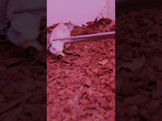 The FASTEST Snake Strike on YouTube