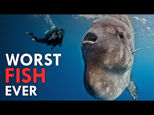Sunfish: The Pancake of the Sea