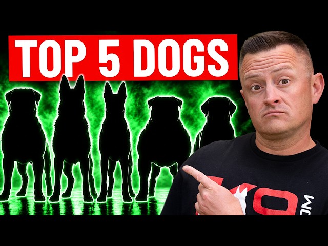 5 Large Dog Breeds I’d ACTUALLY Own (As a Pro Trainer)!