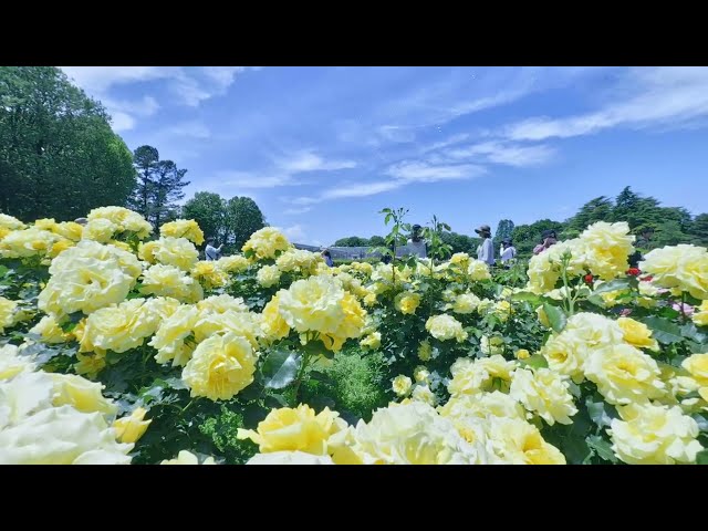 20260509 VR180 8k 神代植物公園（春薔薇）