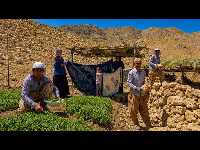 Nomadic life: Daily life of nomads in the mountains🏔️| Harvesting garden crops and hard work of men🌱