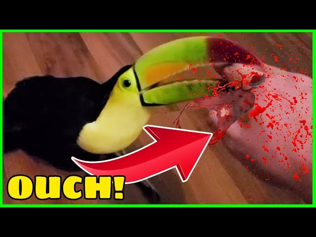 Toucans BITE and it is NOT FUN! | One of Many Reasons They Make Terrible Pets
