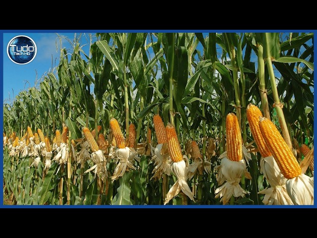 How Millions of Corn Are Harvested and Processed Every Day - Green Corn Farms
