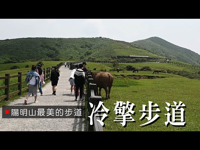【陽明山最美步道】走冷擎步道 擎天崗看水牛 冷水坑泡腳  菁山吊橋拍美照 [ 含交通指南 ‧ 遊程地圖]Yangmingshan Travel  Guide《老鄭旅拍 JoyTravelTaiwan》