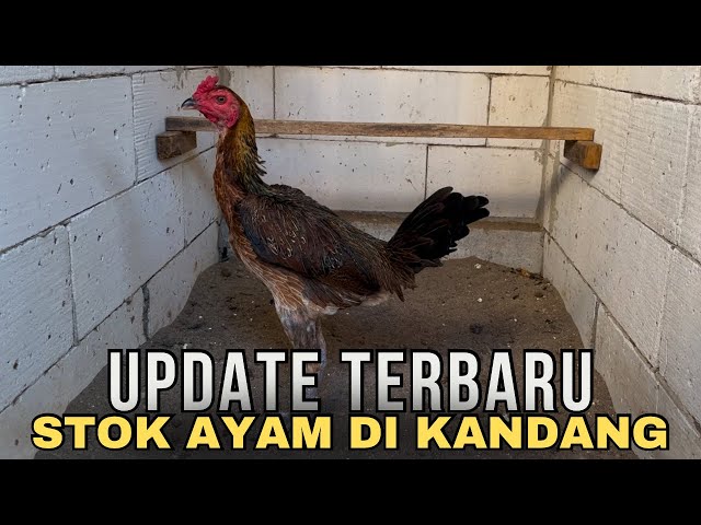 POULTRY STOCK UPDATE AT SRG FARM