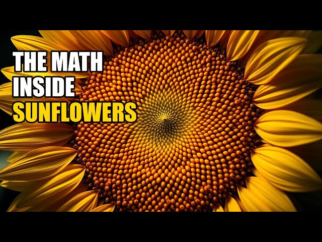 The Math Inside Sunflowers — Fibonacci Spirals Explained