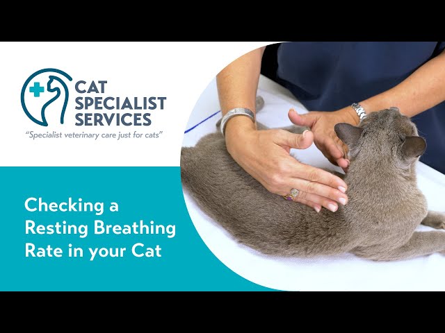 How to Check Your Cat’s Resting Breathing Rate