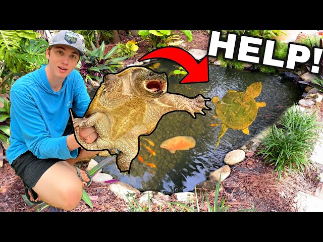REMOVING *DANGEROUS* SNAPPING TURTLE From BACKYARD POND!!