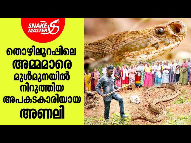 തൊഴിലുറപ്പിലെ അമ്മമാരെ ഓടിച്ച അപകടകാരിയായ അണലി | Vava Suresh | Snakemaster EP 921