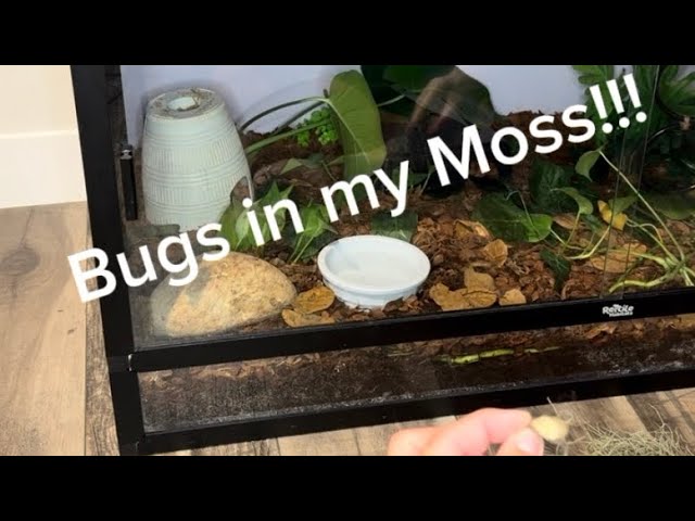 You’ll never guess what was in the wild harvested Spanish moss I was gifted! #ballpython #bioactive