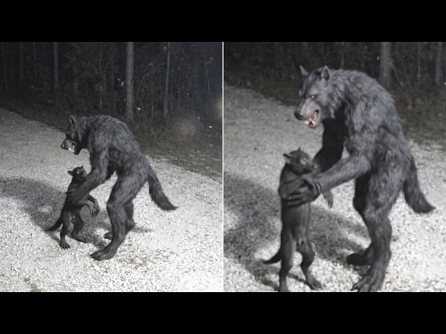 My Trail Cam Caught a DOGMAN Setting Its Pup Down in My Driveway — Same One I Hadn't Seen In Years