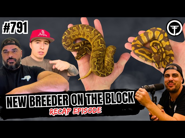 How To Build A Ball Python Foundation For The 2027 Season | NBB Recap Episode (Live)