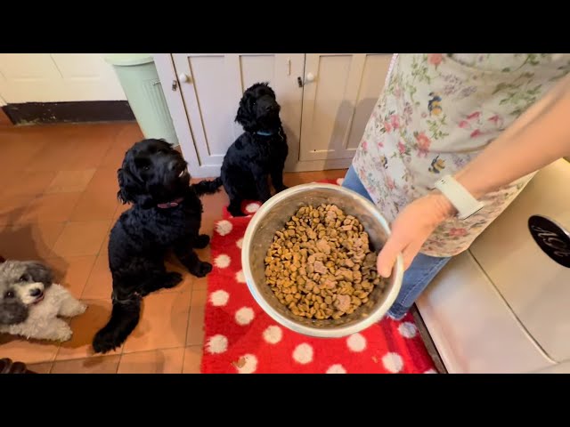 DOG TRAINING-How To Prevent Resource Guarding When Feeding Dogs 🐾 #dogtraining #resourceguarding