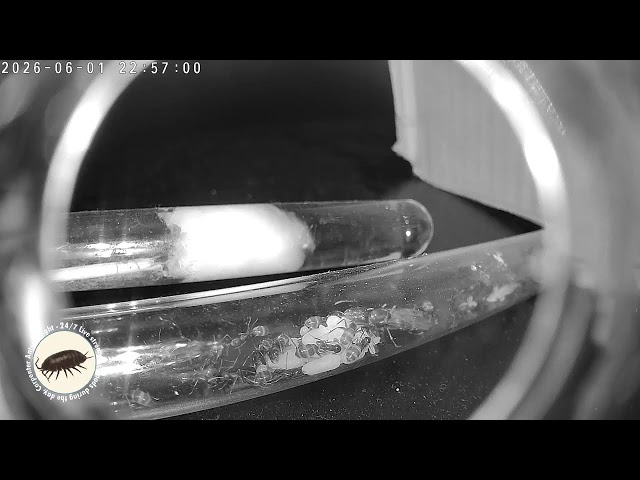 24/7 Isopod + Ant Cam  | Terrarium