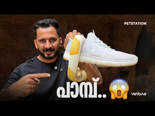 പാമ്പ്‌🫪🫪🫪 snake 🐍😳.. എഡിറ്റ് ചെയ്യാത്ത വീഡിയോ 