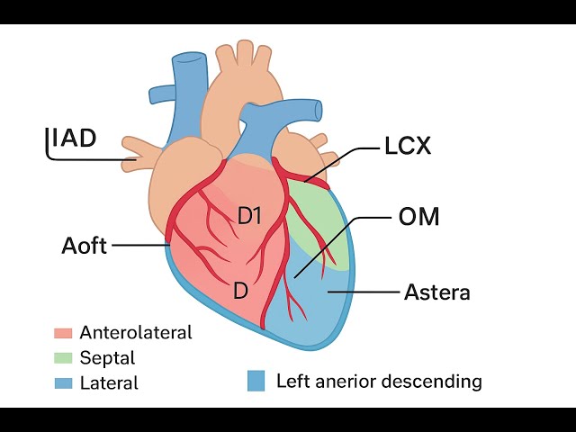 MAJOR VESSELS ANATOMY // USMLE STEP 1 podcast
