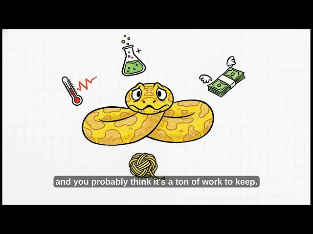 Banana Ball Python: The Brightest Morph in the Snake World