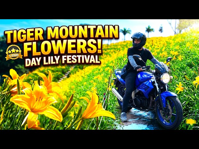 Found a GOLDEN FLOWER SEA! 🌼 Tiger Mountain Day Lilies | Changhua Taiwan