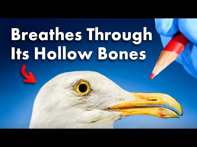 Everything You Didn't Know About Birds