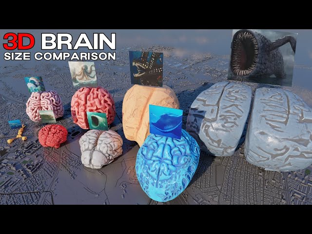 Sea Monster vs Dinosaur vs Animal Brain Size | 3D Size Comparison