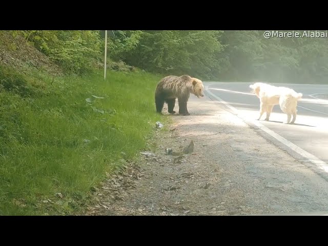 Brave Dog Scares Off Bear || ViralHog